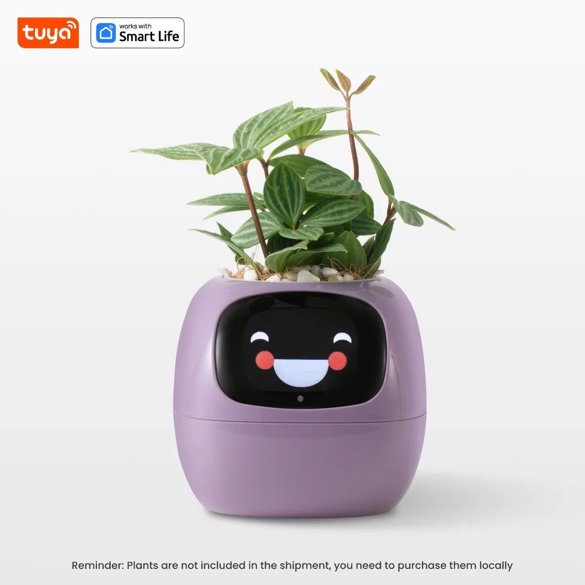 The PlantiBoy
